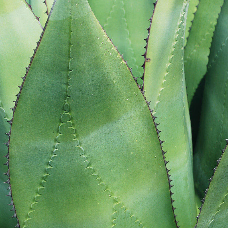 SAC FILET EN AGAVE / FINE WEAVE MAGUEY MESH BAG